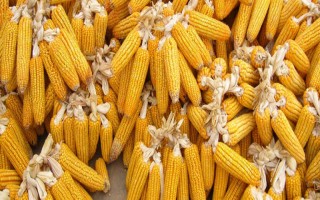 弘玉9號玉米種子介紹