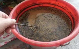 七彩千年木的養(yǎng)殖方法，養(yǎng)護(hù)時需要為其提供充足的陽光