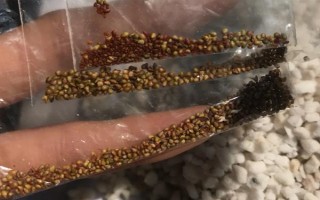 哪些因素會(huì)影響草莓膨大，主要有種子、溫度、光照等5個(gè)原因