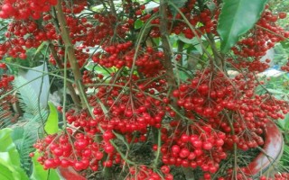 朱砂根的養(yǎng)殖方法，喜歡濕潤(rùn)或半燥的氣候環(huán)境