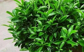 非洲茉莉能不能凈化空氣，具有一定的空氣凈化效果
