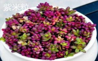 種植馬齒莧常見品種，繁殖方式包括播種和扦插