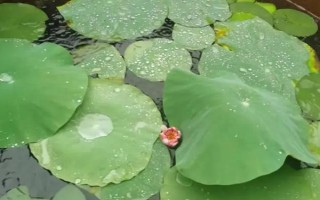 怎么在缸里養(yǎng)荷花，將它放到光照條件比較好的地方養(yǎng)護
