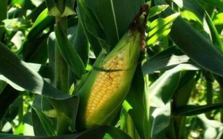 中勝C118玉米種簡介，密度3000株/畝左右
