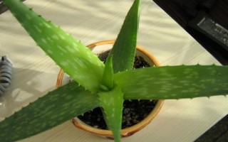 藥用蘆薈的種類，包括開(kāi)普蘆薈、皂質(zhì)蘆薈等品種
