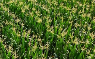 皖墾玉506玉米種子簡(jiǎn)介，普通夏玉米品種