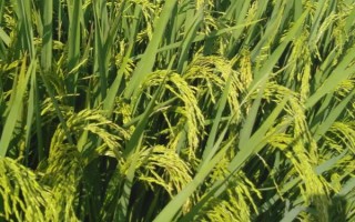 C兩優(yōu)191水稻種子特點，注意防治稻瘟病和白葉枯病