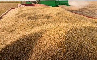吉農(nóng)39大豆品種的特性，出苗至成熟129天左右