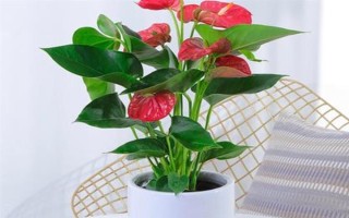 夏季怎么對(duì)紅掌澆水，每天均可澆一次