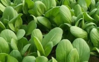 霜降過(guò)后可以在陽(yáng)臺(tái)上種什么蔬菜，可種植白菜、胡蘿卜、大蒜等品種