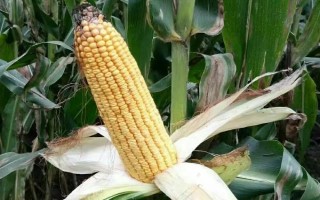 璽禾168玉米品種的特性，適宜密度為3800株/畝左右