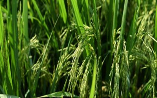 蘇秀8608水稻種子簡(jiǎn)介，高抗條紋葉枯病