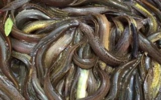 捉泥鰍絕招，可采用網(wǎng)捕法、籠捕法和挖捕法