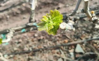 家庭種植的葡萄樹(shù)怎么修剪，最好在冬季修剪