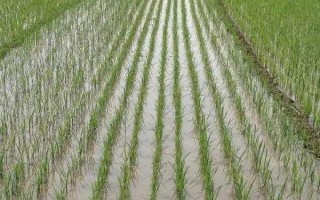 成優(yōu)981水稻種子介紹，全生育期為156.7天