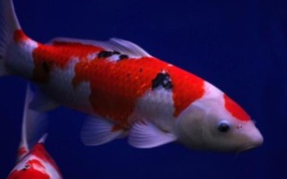 鯉魚(yú)的品種，常見(jiàn)的有紅鯉、豐鯉、錦鯉等