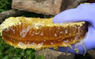 中蜂取蜜時間，暖和天氣要在傍晚取蜜