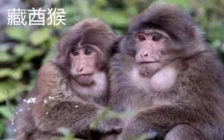 食蟹猴可以個(gè)人養(yǎng)殖出售嗎，為國(guó)家二級(jí)重點(diǎn)保護(hù)野生動(dòng)物