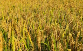 福泰2優(yōu)701水稻種子特征特性，每畝插足基本苗7～8萬(wàn)