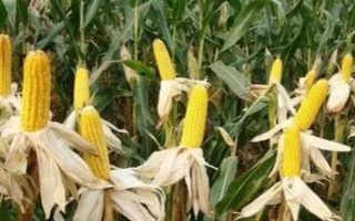 元華4號(hào)玉米種子特征特性，中高肥力畝保苗5500株