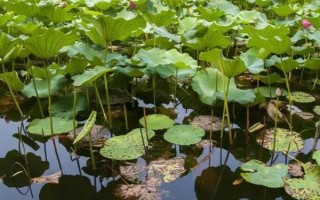 蓮藕怎么種植，深翻土壤施入肥料、按適宜株行距挖穴后再栽植子藕
