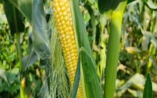 豫單1851玉米種簡介，畝種植密度4500株