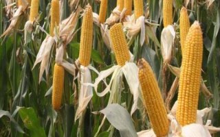 粘娃娃800玉米品種簡(jiǎn)介，4月下旬至5月上旬播種