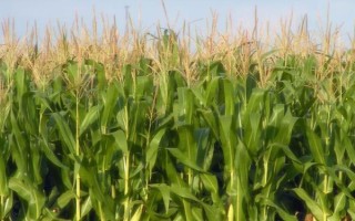 渝單33號玉米品種簡介，出苗至成熟135—150天
