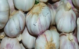 常見(jiàn)的大蒜病蟲(chóng)害，需對(duì)癥下藥