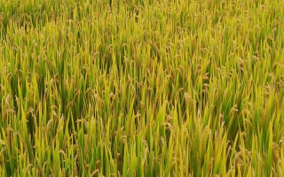 Ⅱ優(yōu)102水稻種子特點(diǎn)，注意防治稻瘟病