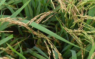 荃優(yōu)絲苗水稻種子特點，全生育期136.3天