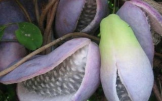 什么是木通，屬于毛茛目、木通科木質(zhì)藤本植物的統(tǒng)稱