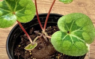 仙客來花落后如何處理，要對(duì)其進(jìn)行修剪