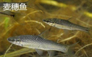 麥穗魚(yú)的種類(lèi)，部分品種已被列入保護(hù)名錄