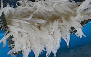 丹江口市銀魚的產(chǎn)地，產(chǎn)地主要在湖北十堰丹江口市