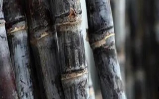 一畝甘蔗的利潤,利潤1000-6600元