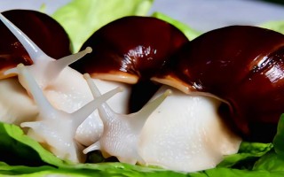 有哪些特色養(yǎng)殖項(xiàng)目，蠶、黃粉蟲(chóng)、土元、蜈蚣均屬于特色養(yǎng)殖