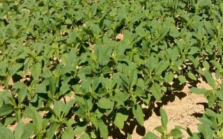 山寧21大豆種子特征特性，適宜播期為6月10～20日