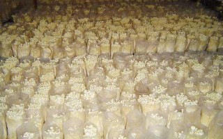金針菇的種植方法，菌袋適合放置在20-25℃培育室內