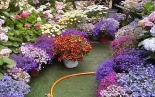 冬季室外養(yǎng)花暖棚的注意事項(xiàng)，防止直接用自來水澆花