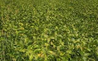 北豆40大豆種子介紹，在適應(yīng)區(qū)5月上旬播種