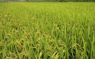 亞兩優(yōu)598水稻種子簡介，每畝有效穗數(shù)16.1萬穗