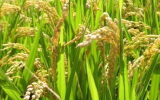 野香優(yōu)2998水稻種子特點，北部地區(qū)2月中旬前播種