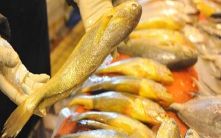 黃花魚是不是海魚，屬于海魚