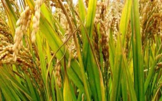 淮粳801水稻種子介紹，每畝用種量3~4公斤