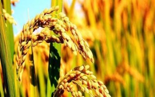 Q兩優(yōu)5號(hào)水稻種子特點(diǎn)，畝秧田播種量10－15千克