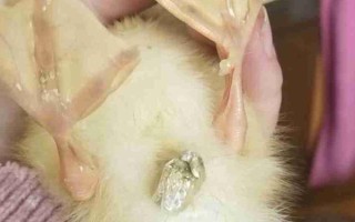 怎么辨別鴨苗的公母，可通過觸摸其肛門處來分辨