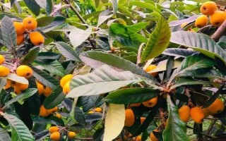 受歡迎的枇杷品種，有大五星枇杷、早鐘六號(hào)枇杷等