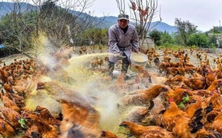 雞應(yīng)激如何預(yù)防，要為其創(chuàng)造一個(gè)適宜的生長(zhǎng)環(huán)境