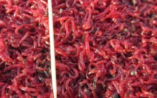 赤蟲(chóng)和紅蟲(chóng)有什么區(qū)別，赤蟲(chóng)呈暗紅色而紅蟲(chóng)呈鮮紅色